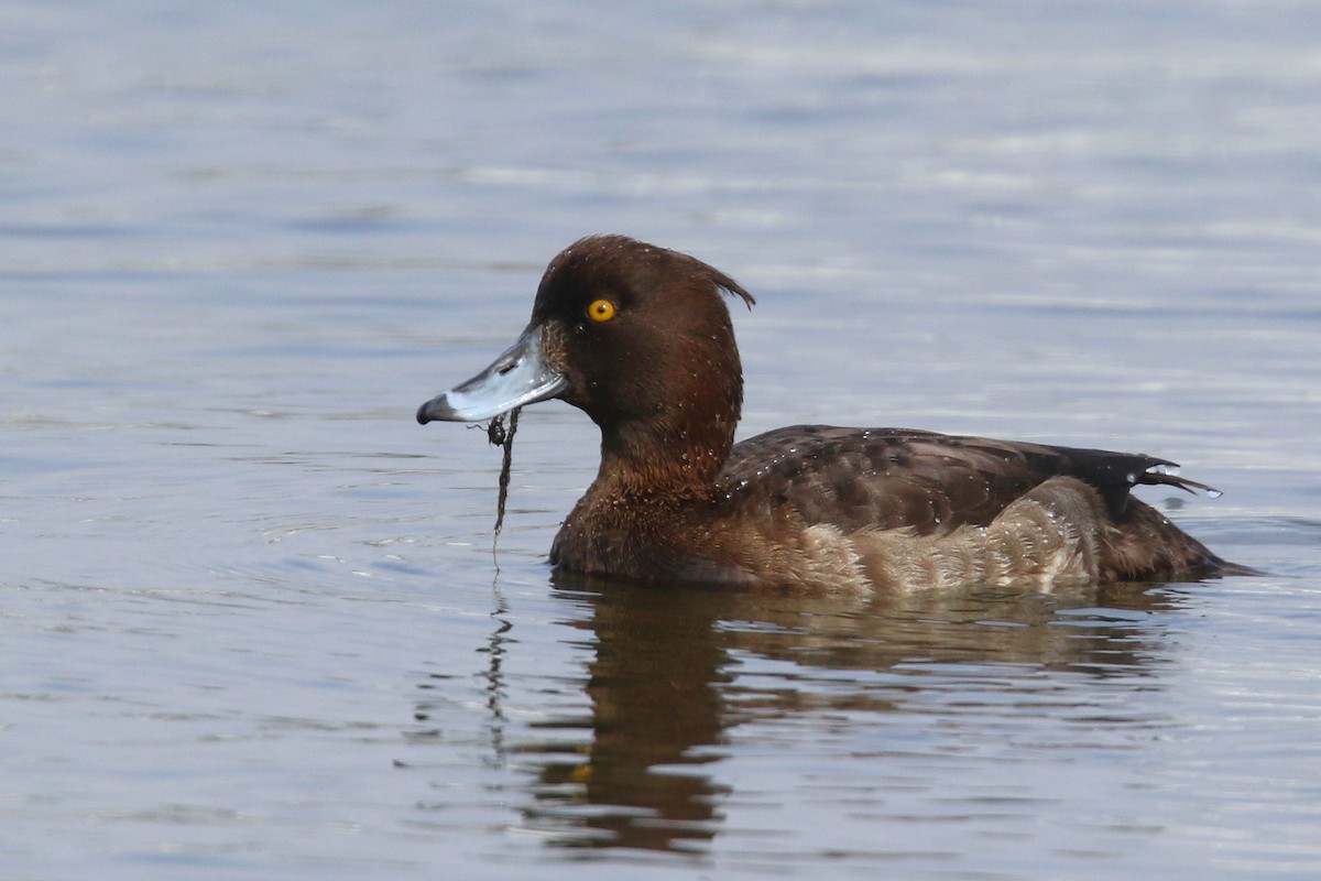 Tufted Duck - ML86967591