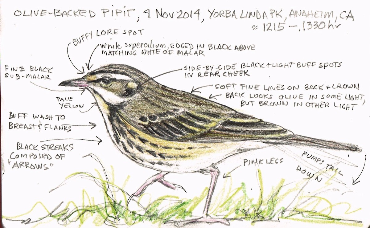 Olive-backed Pipit - ML86970021