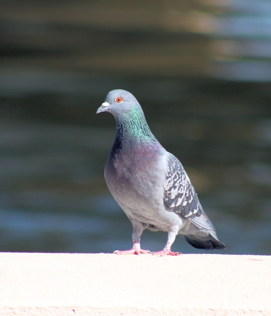 Rock Pigeon (Feral Pigeon) - Diana Spangler