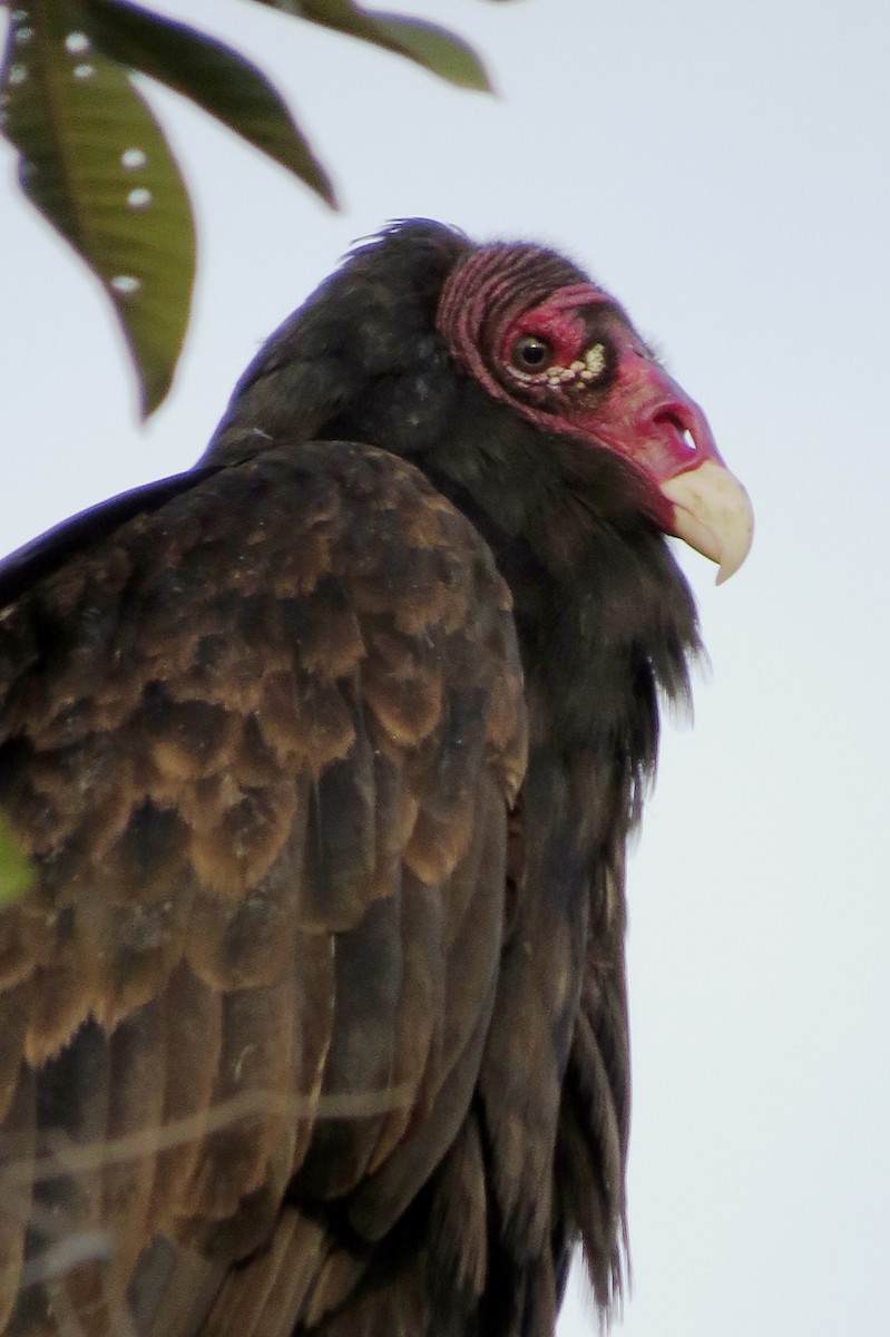 Turkey Vulture - ML86971501