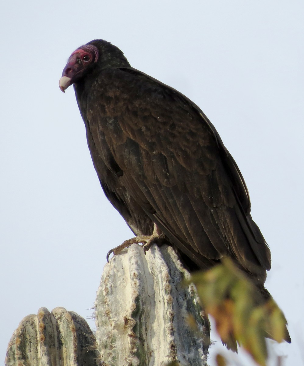 Turkey Vulture - ML86971541