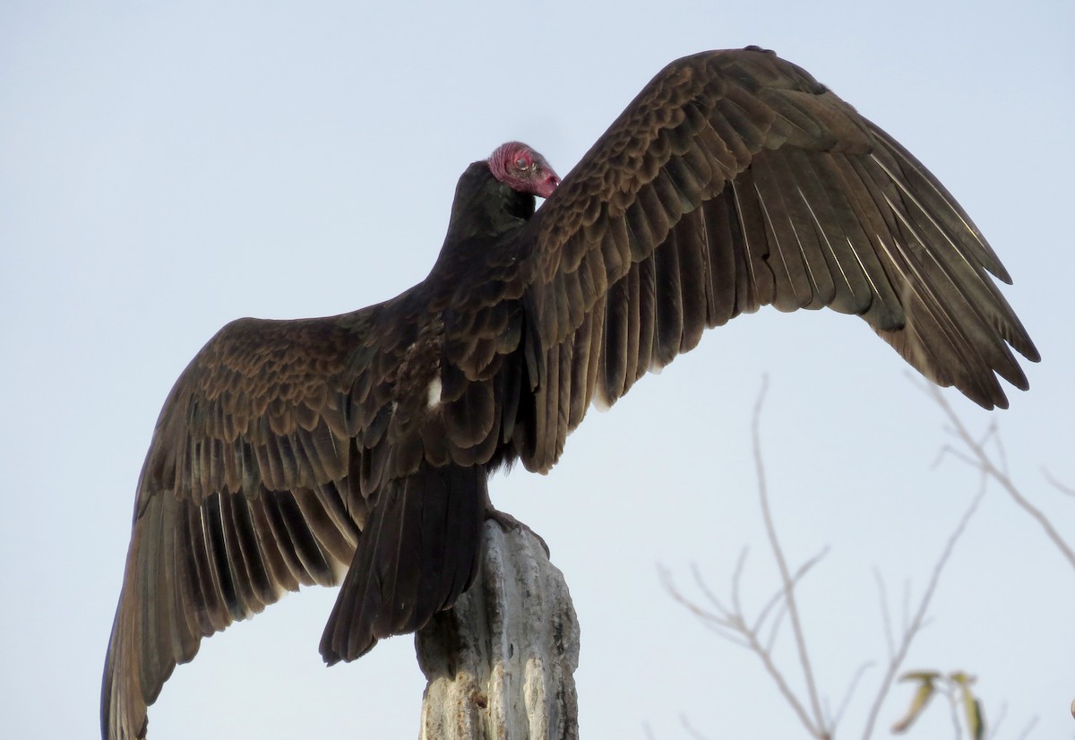 Turkey Vulture - ML86971561