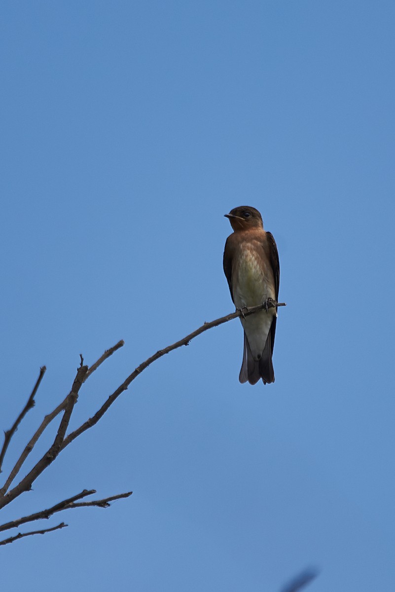 Southern Rough-winged Swallow - Anonymous