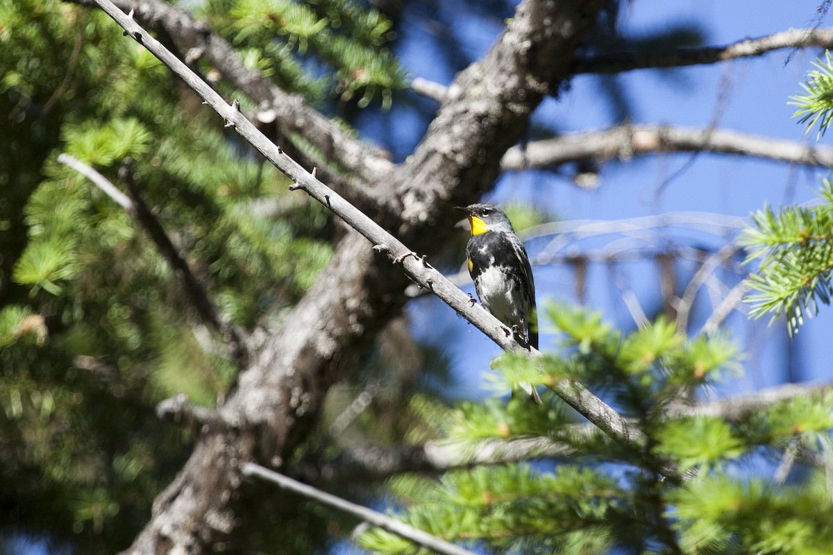 Yellow-rumped Warbler (Audubon's) - ML86971741
