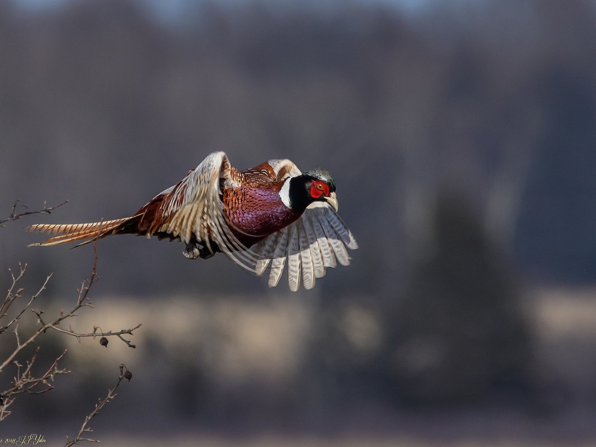 Ring-necked Pheasant - Jim Yates