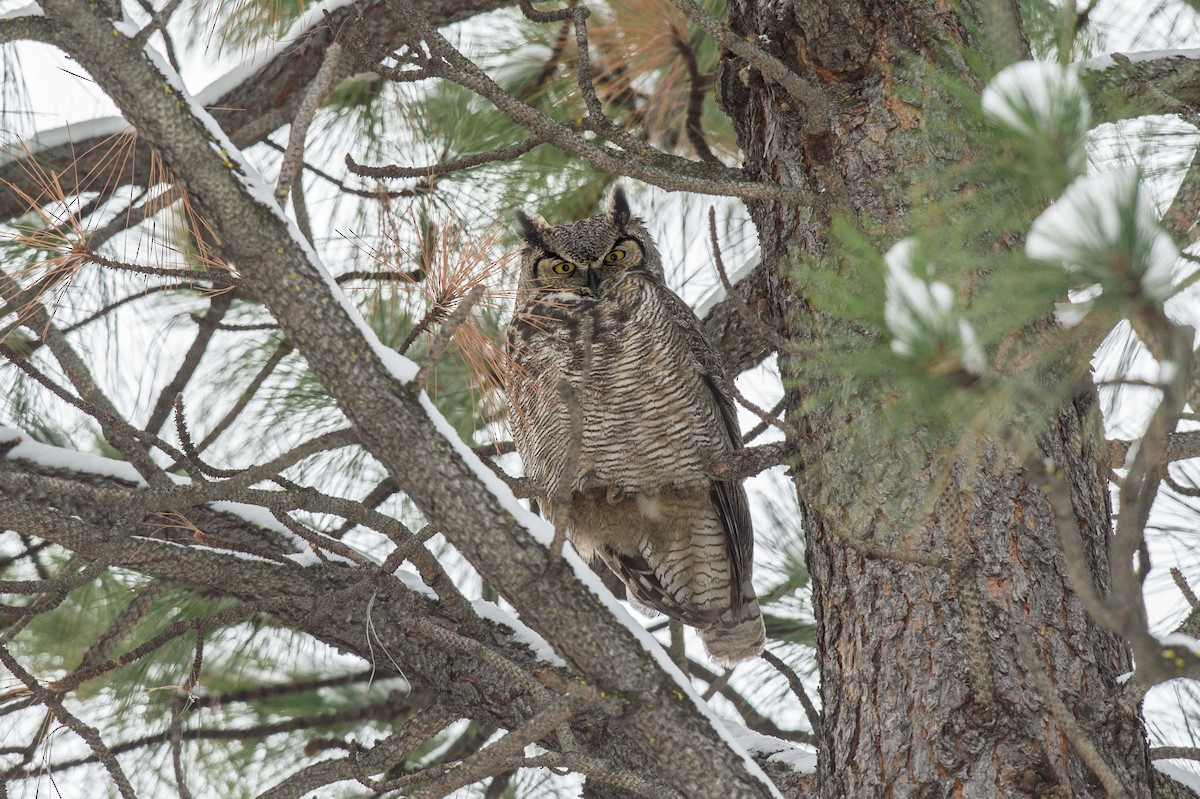 Great Horned Owl - ML86978041