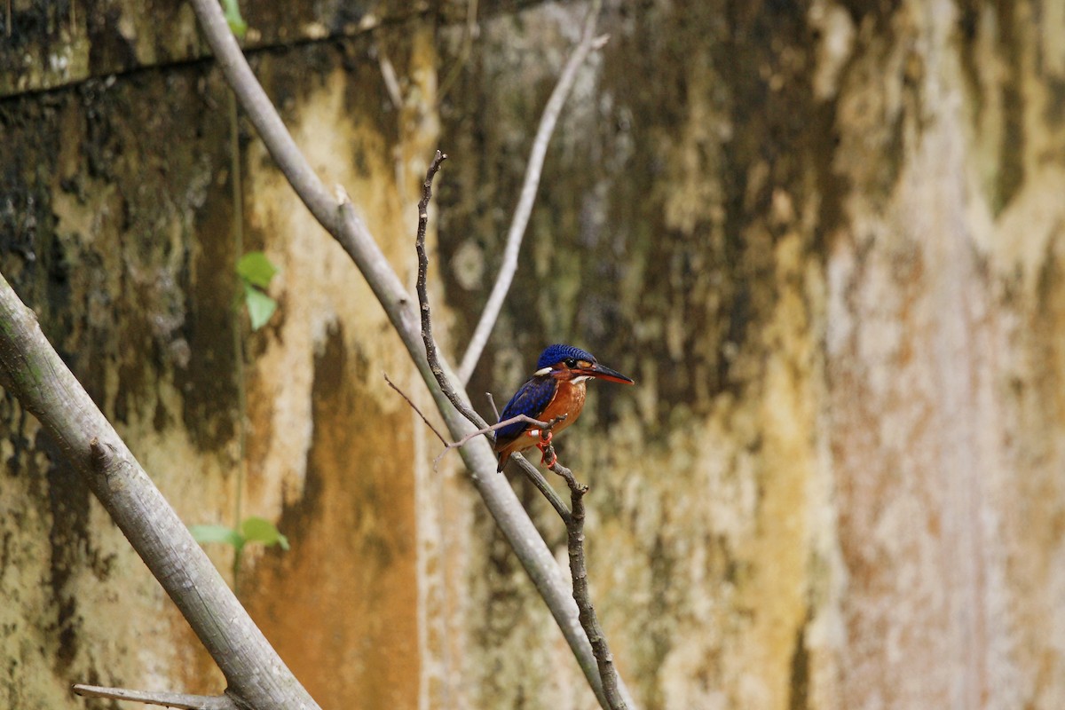 Blue-eared Kingfisher - Kian Guan Tay