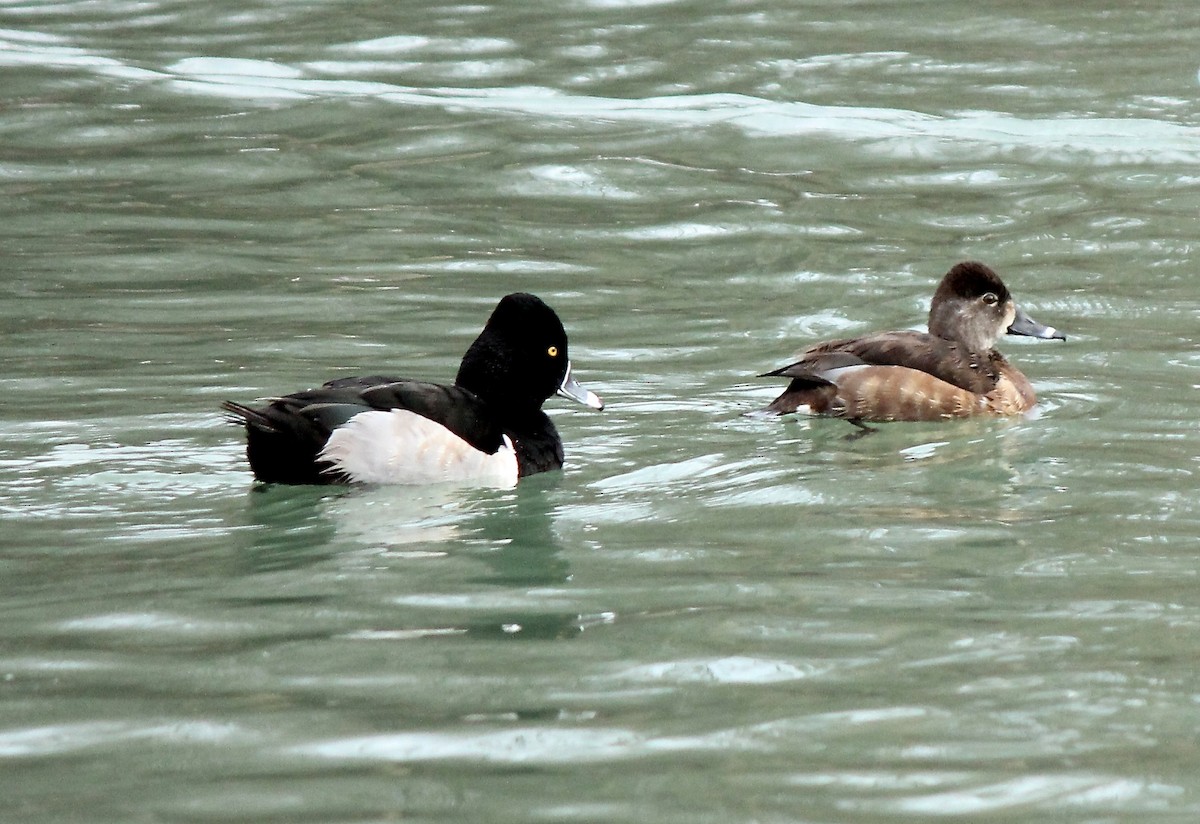 Ring-necked Duck - Mary Kvasnic