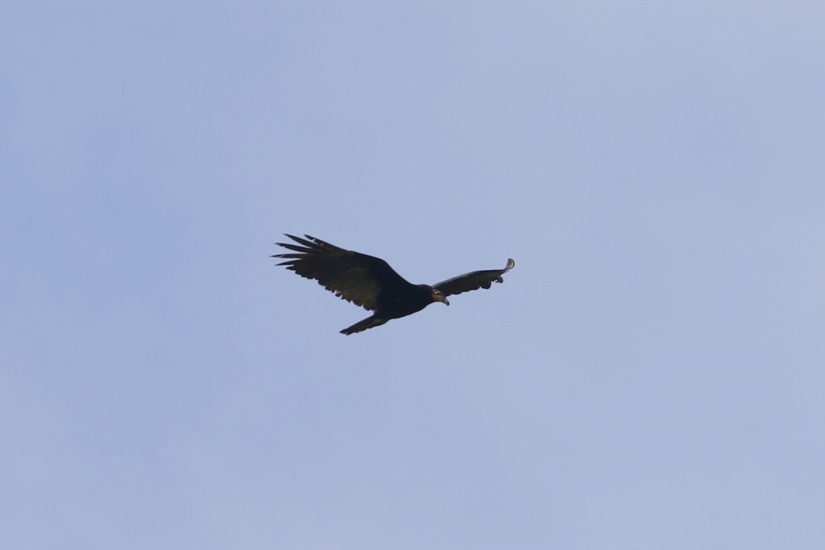 Lesser Yellow-headed Vulture - ML86984371