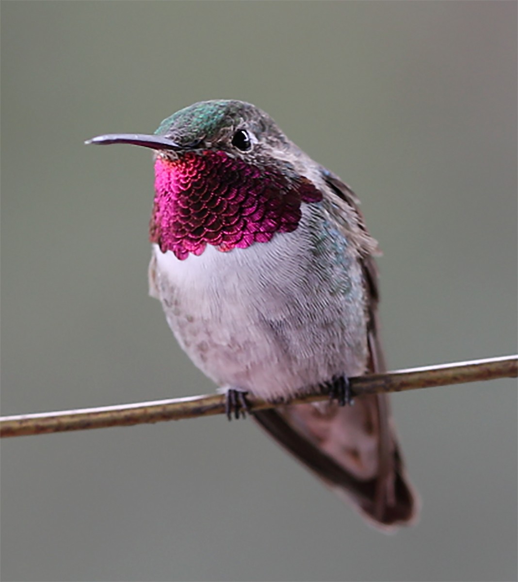 Broad-tailed Hummingbird - bj worth