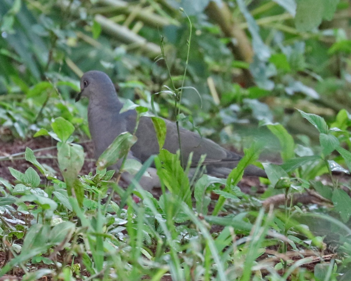 Gray-fronted Dove - ML86989061