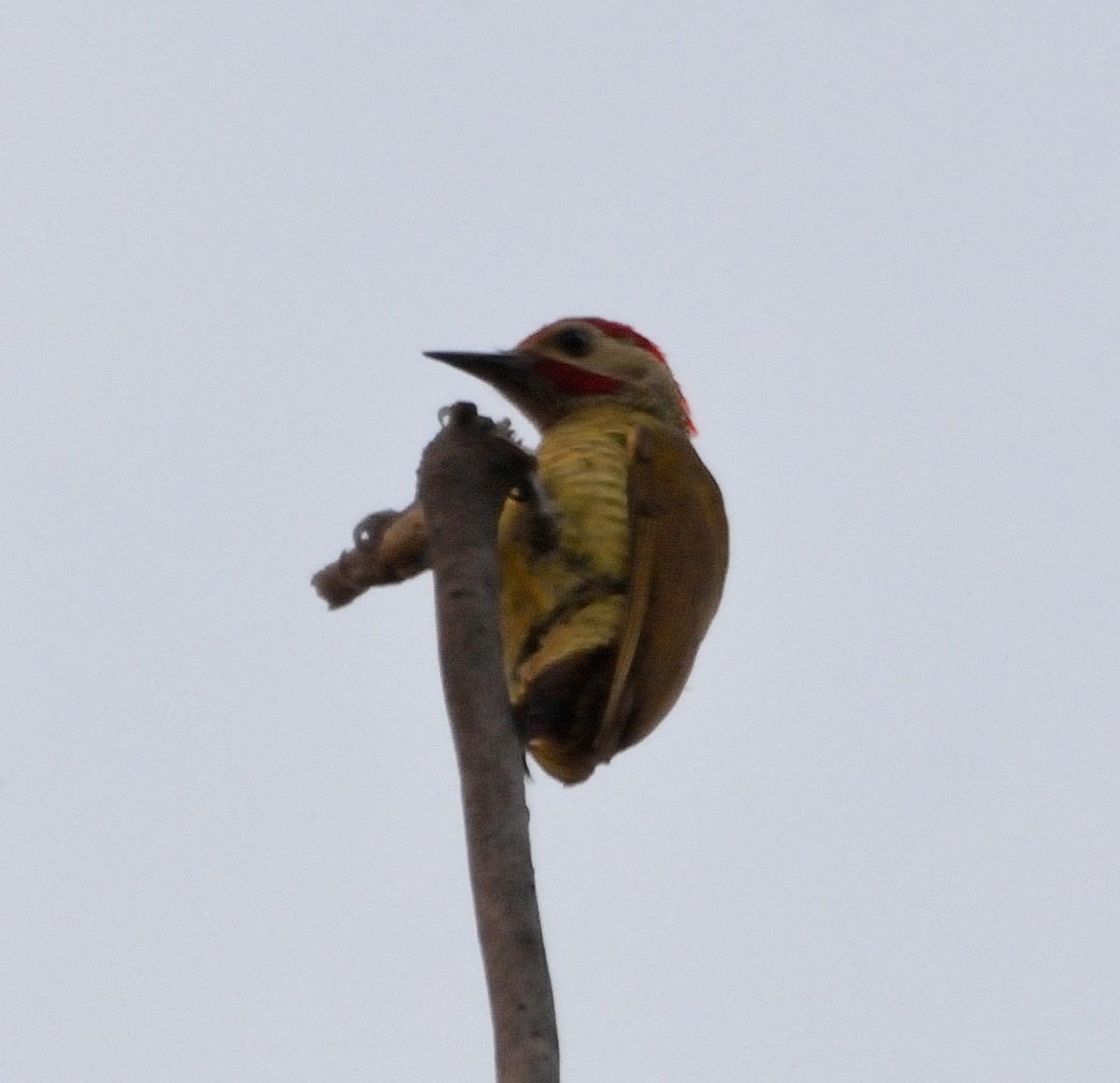 Golden-olive Woodpecker - ML86989291