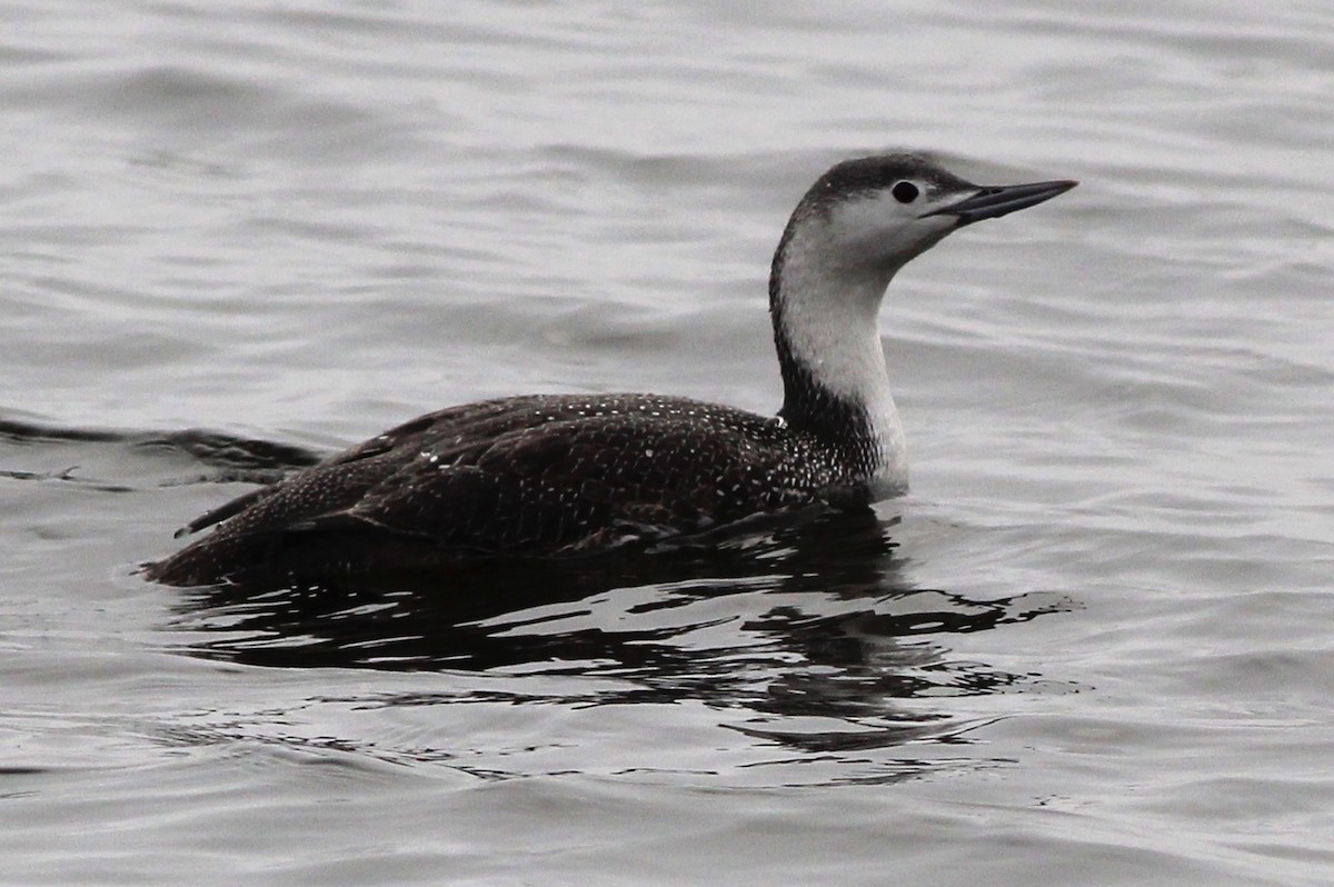 Red-throated Loon - ML86993611