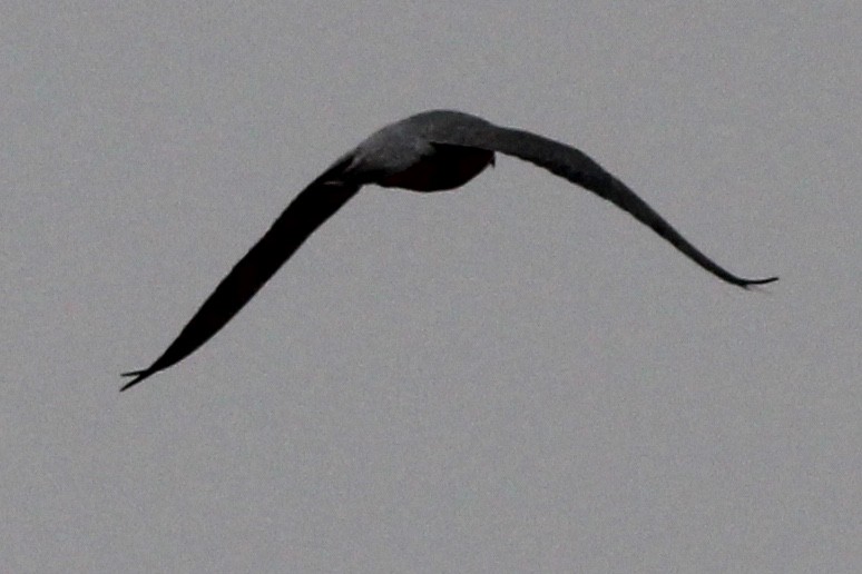 Peregrine Falcon (North American) - ML86993911