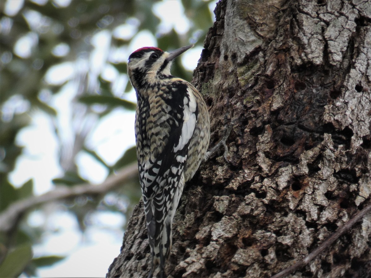 Yellow-bellied Sapsucker - Larry Theller