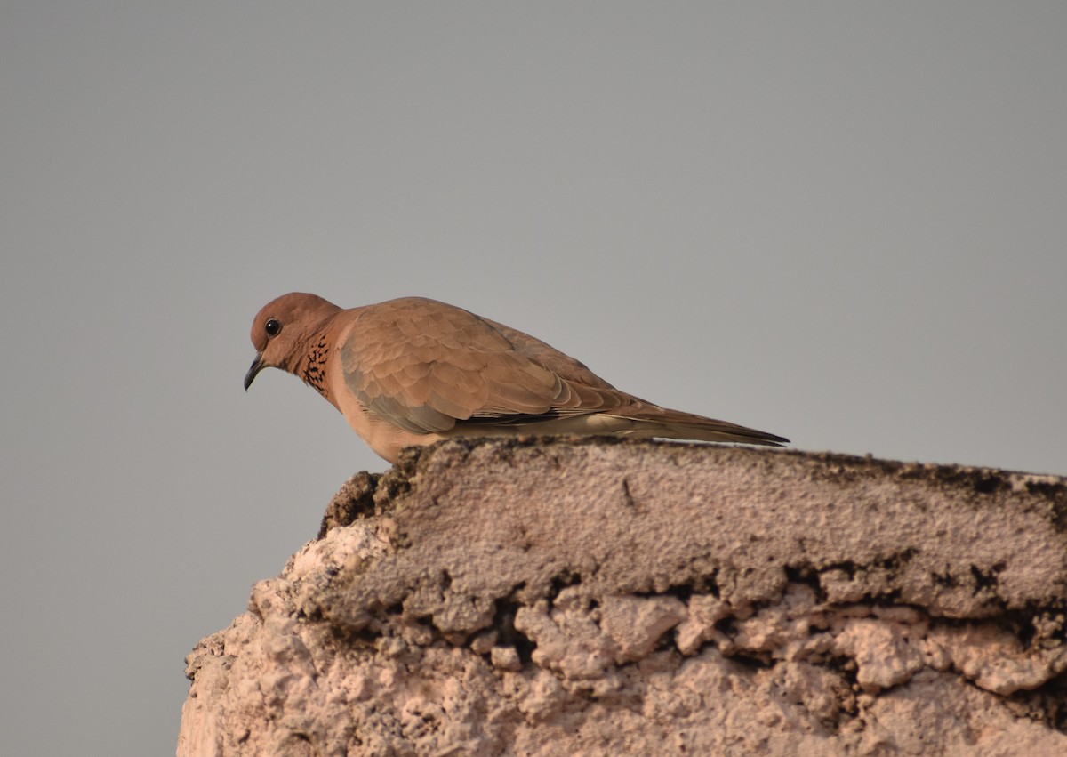 Laughing Dove - ML86999501