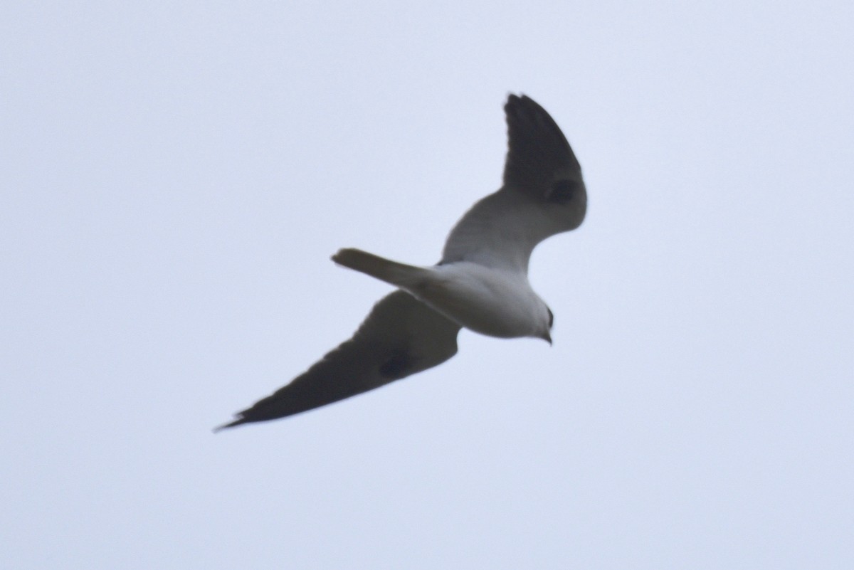 White-tailed Kite - ML87000271