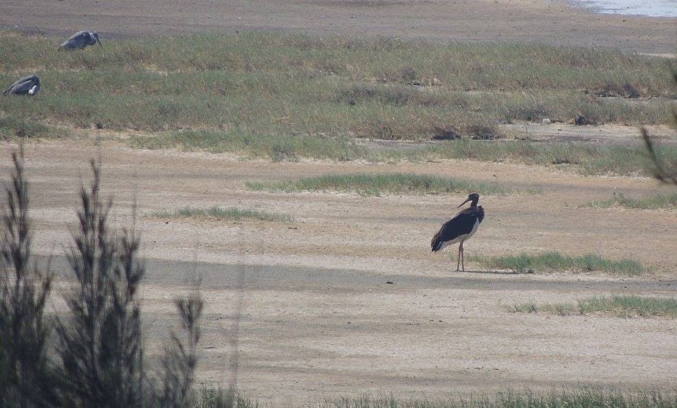 Black Stork - camake OD