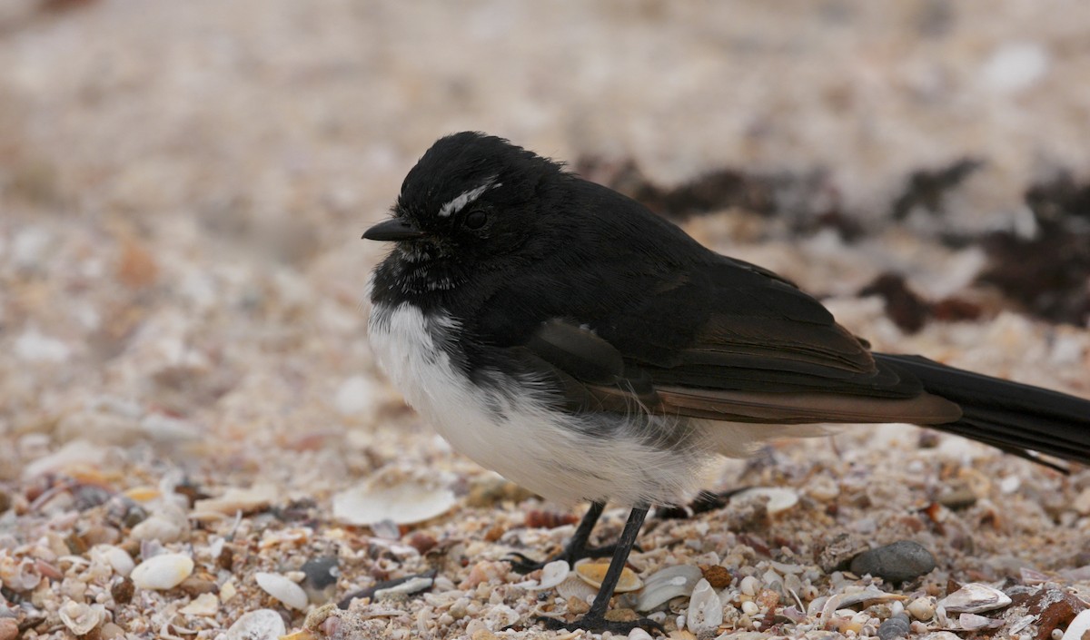 Willie-wagtail - ML87004491