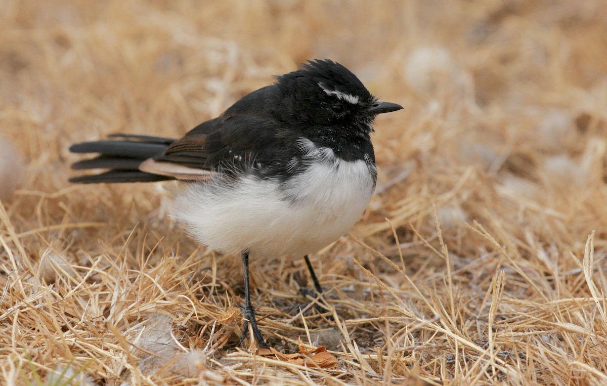 Willie-wagtail - ML87007221