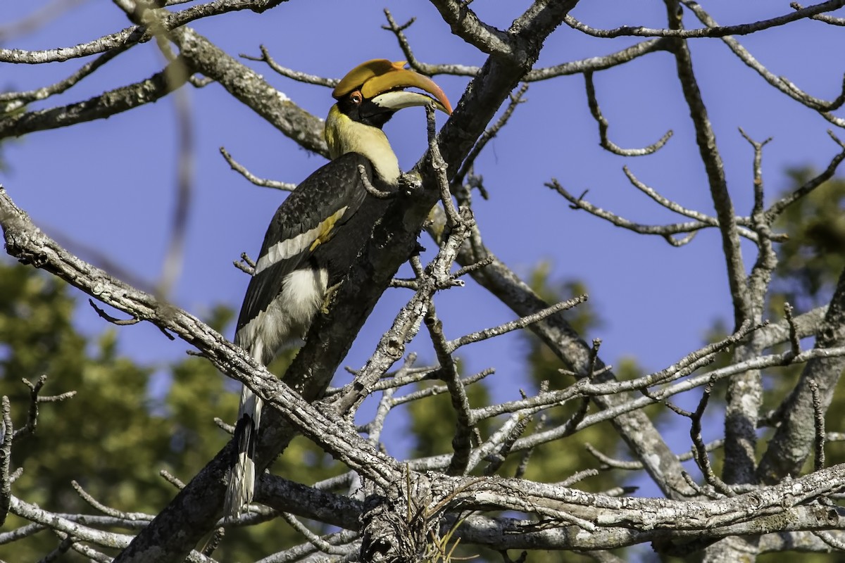 Great Hornbill - Kavi Nanda