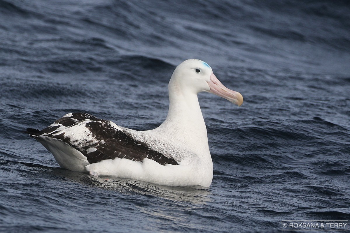 Snowy/Tristan/Antipodean Albatross - ML87008391