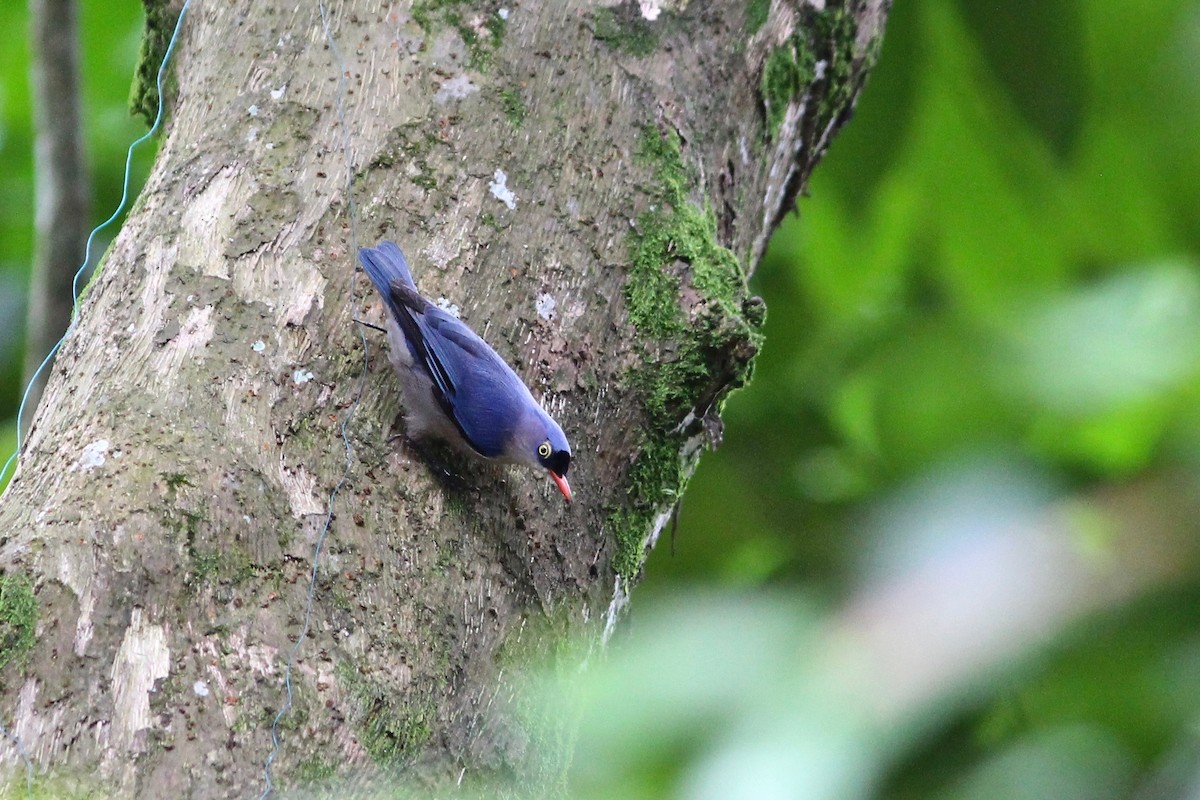 Velvet-fronted Nuthatch - ML87008901