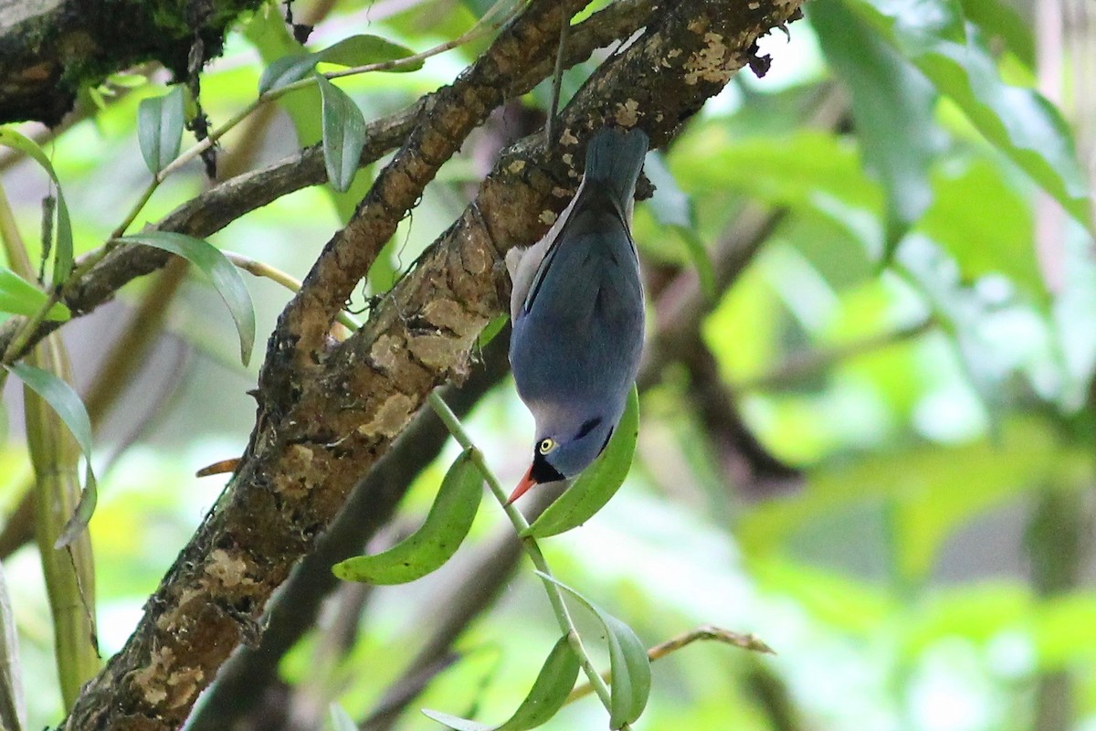 Velvet-fronted Nuthatch - ML87008911