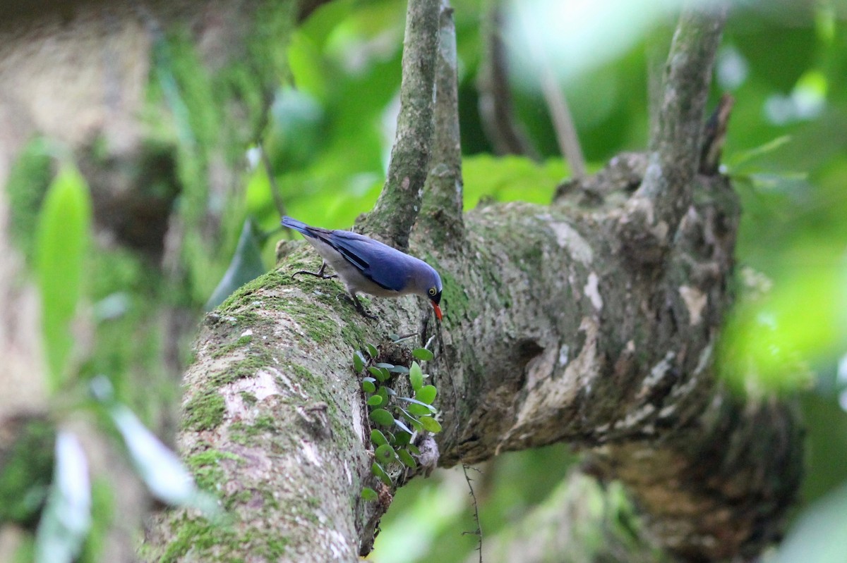 Velvet-fronted Nuthatch - ML87008931