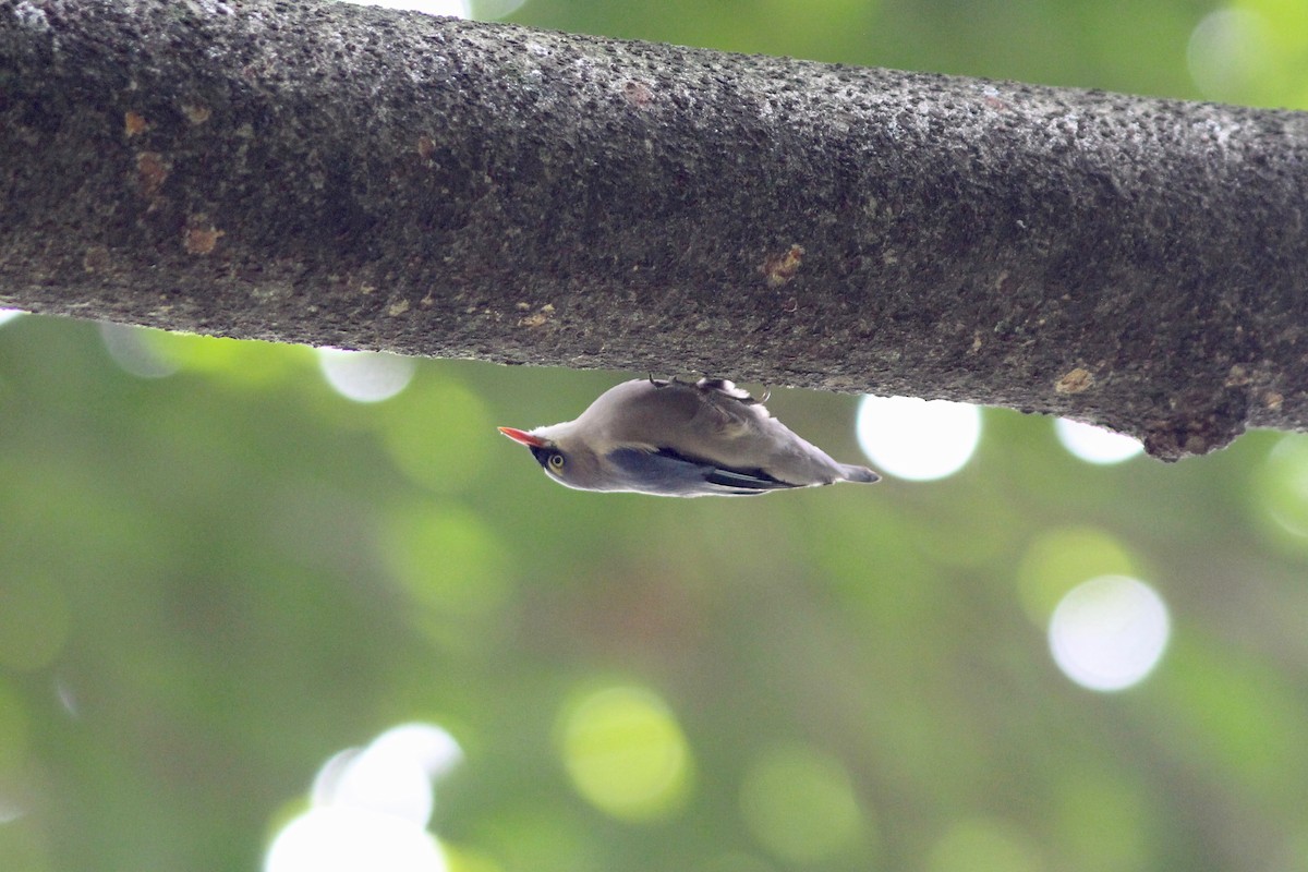 Velvet-fronted Nuthatch - ML87008951