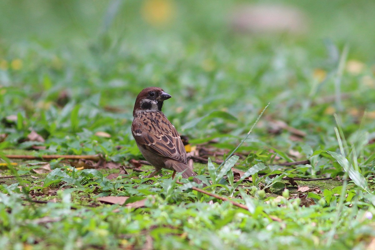 Eurasian Tree Sparrow - Oscar Johnson