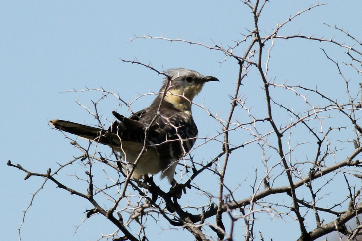 Great Spotted Cuckoo - ML87009441