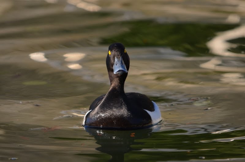 Tufted Duck - ML87012031