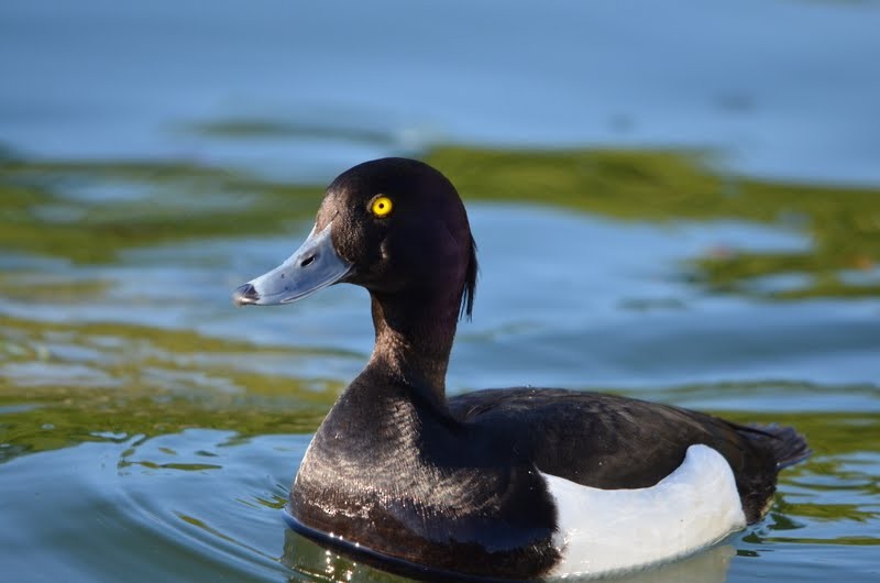Tufted Duck - ML87012041
