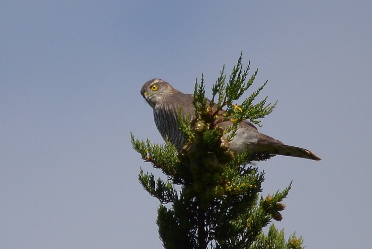 Eurasian Sparrowhawk - ML87012421