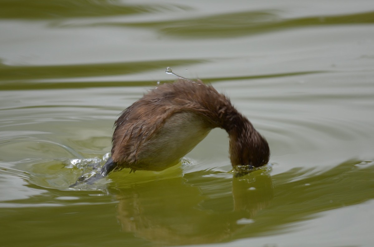 Tufted Duck - ML87012461