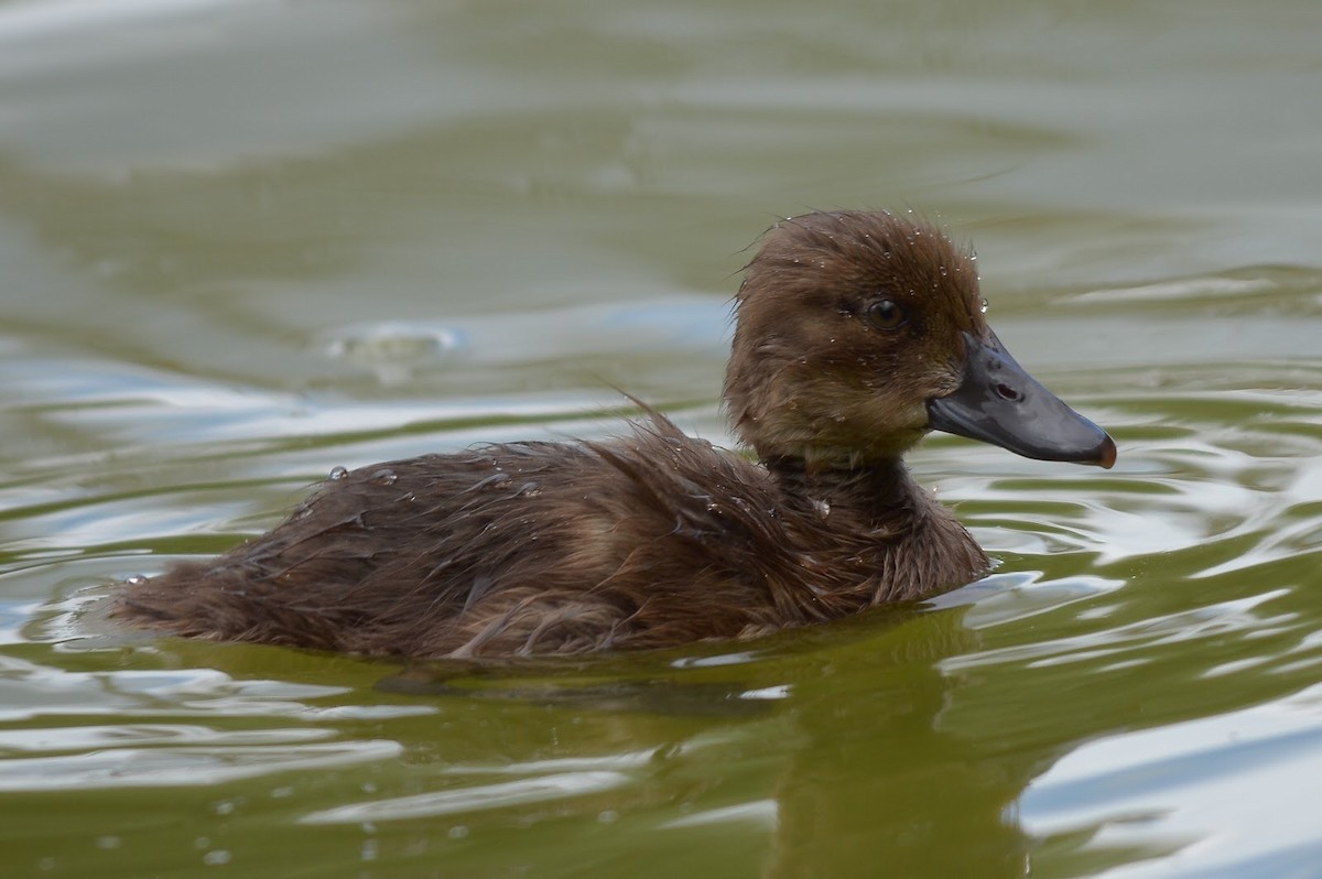 Tufted Duck - ML87012471
