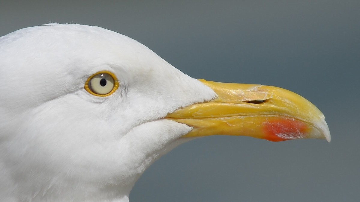 Herring Gull (European) - ML87012491