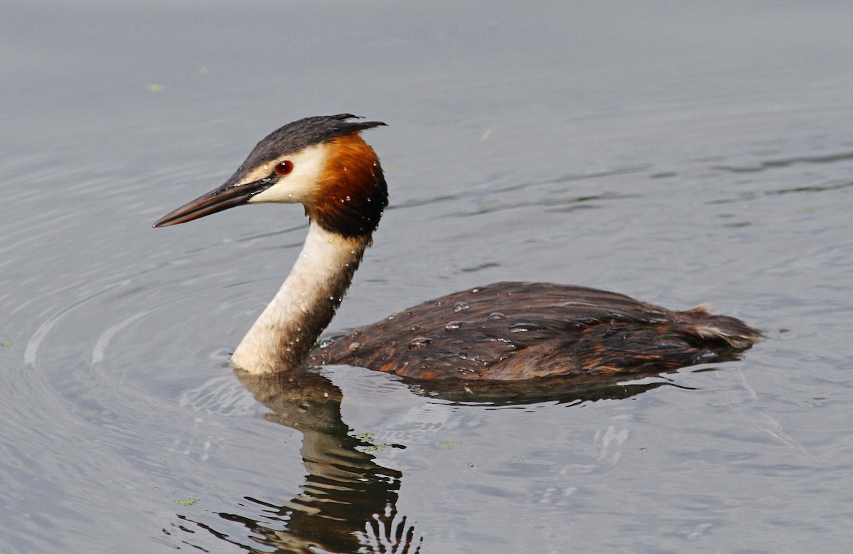 Great Crested Grebe - Paul Lewis