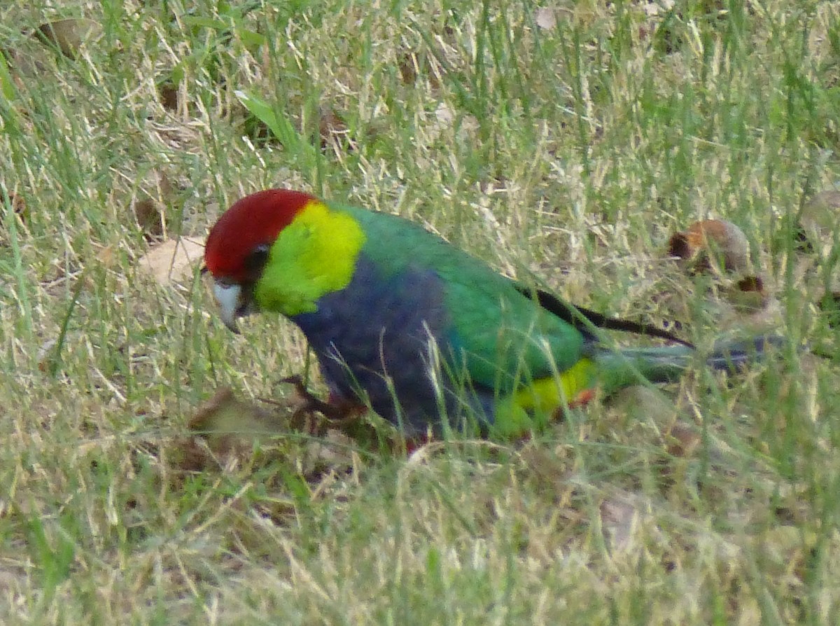 Red-capped Parrot - ML87016501