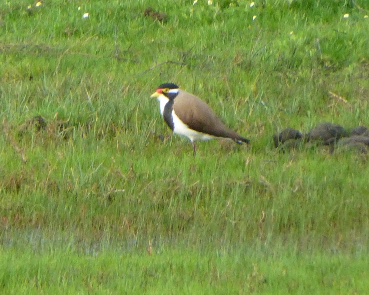 Banded Lapwing - Shelley Altman