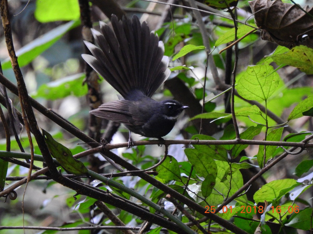 White-throated Fantail - ML87016921
