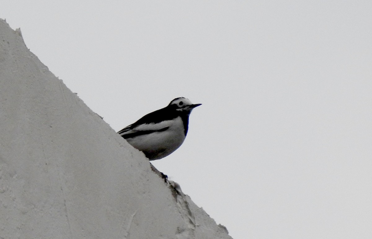 White Wagtail (Hodgson's) - Liao Tzu-Chiang