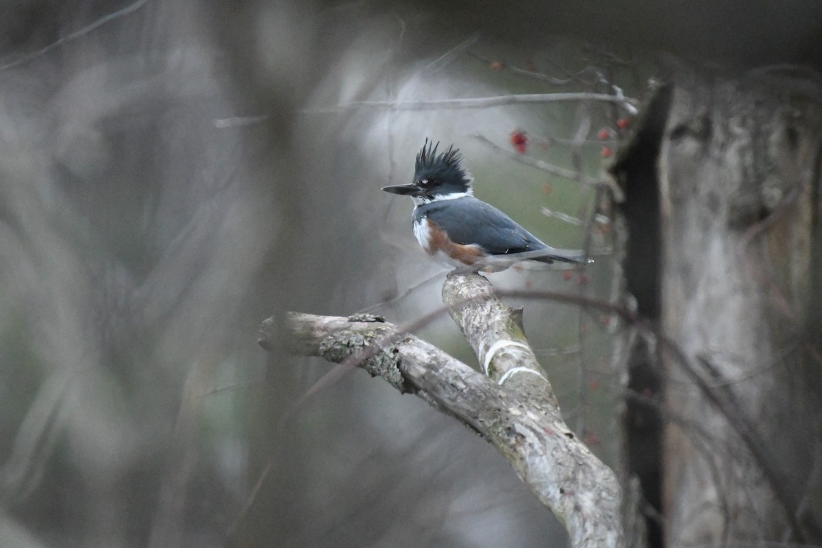 Belted Kingfisher - ML87018361