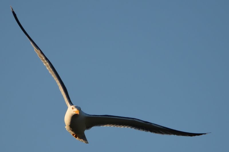 Lesser Black-backed Gull (graellsii) - ML87019021