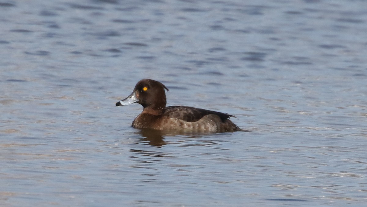 Tufted Duck - ML87021251