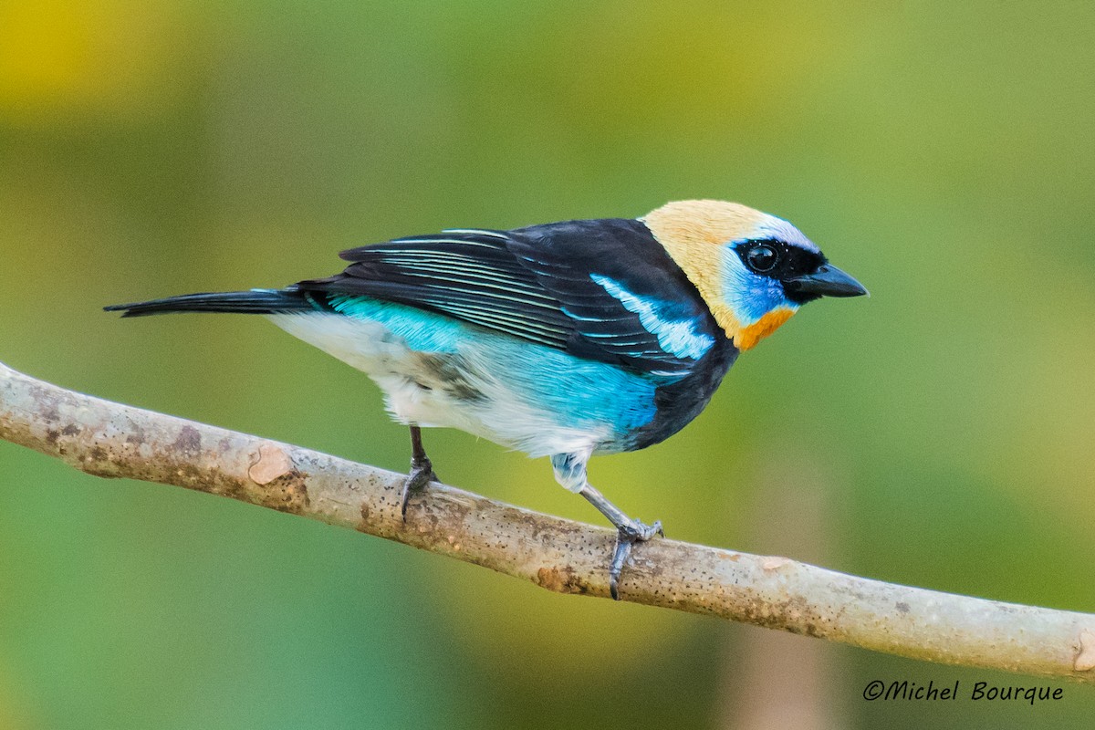 Golden-hooded Tanager - Michel Bourque
