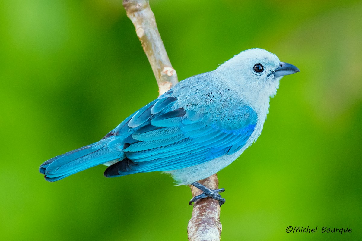 Blue-gray Tanager - ML87024021
