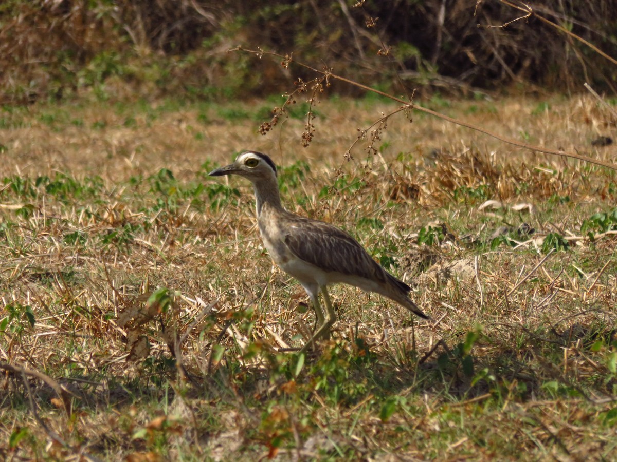 Double-striped Thick-knee - ML87024951