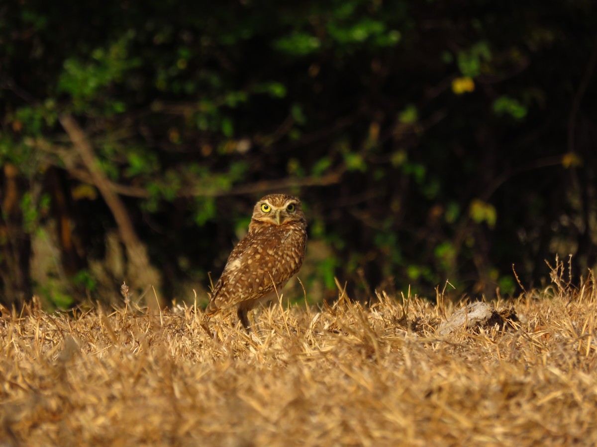 Burrowing Owl - ML87025071